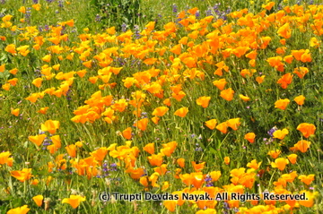 A burst of orange California Poppies