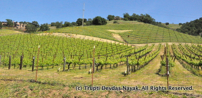 Vineyards in Napa