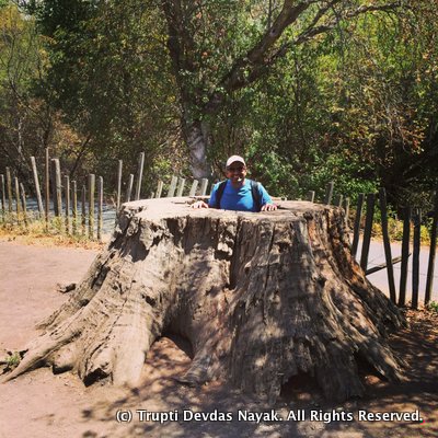 Inside-A-Massive-Tree-Trunk