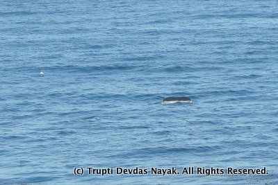 Whale Watching in Big Sur