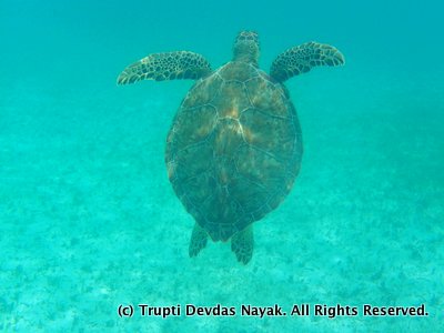 Sea turtle surfacing for air in Akumal, Mexico