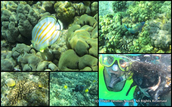 Snorkeling Kona Beaches 