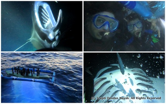 Snorkeling with Manta Rays