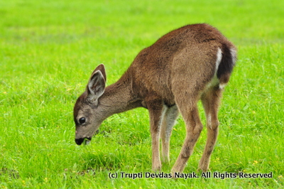 Black-Tailed-Deer-Baby-Point-Reyes