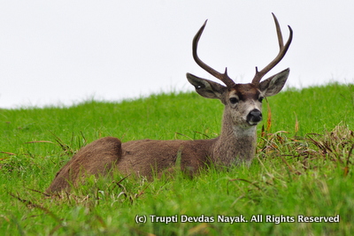 Black-Tailed-Deer