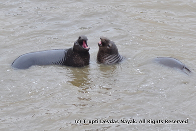 Elephant-Seals-Fight-Point-Reyes