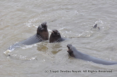 Elephant-Seals-Point-Reyes