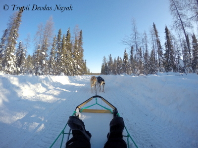 Dog sledding in Yellowknife