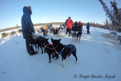 Huskies at Beck's Kennels getting ready for their run