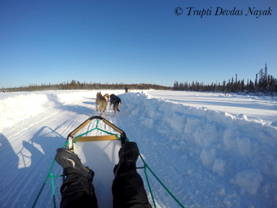Dog sledding in Yellowknife with Beck's Kennels.