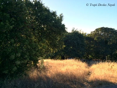 Henry Coe State Park