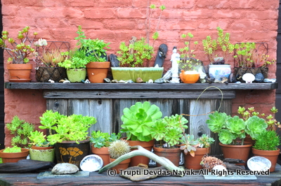 Point Reyes Hostel Plants