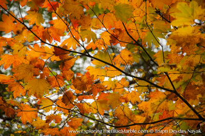 Fall Colors in Oregon Leaves