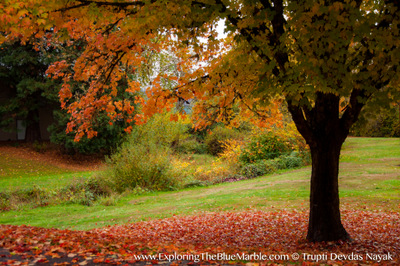Portland Fall Colors Oregon