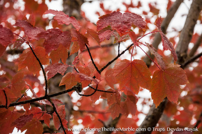 Red Leaves Fall Colors Oregon