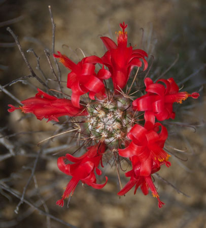 Creeping Devil Cactus in Baja Sur