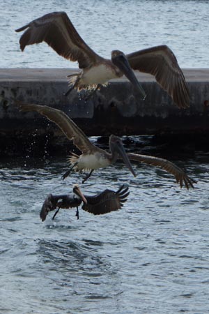 Pelicans in Cozumel