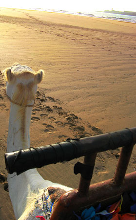Camel-Ride-Essouira-Morocco