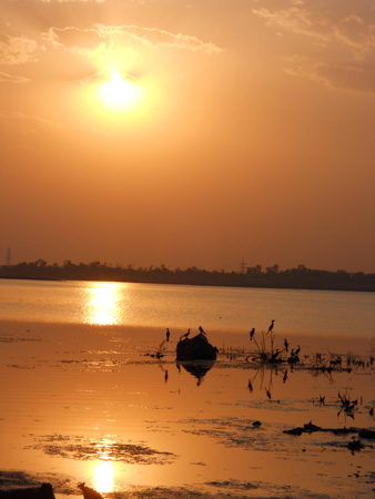 Migratory-Birds-Kaliasot-River-Bhopal