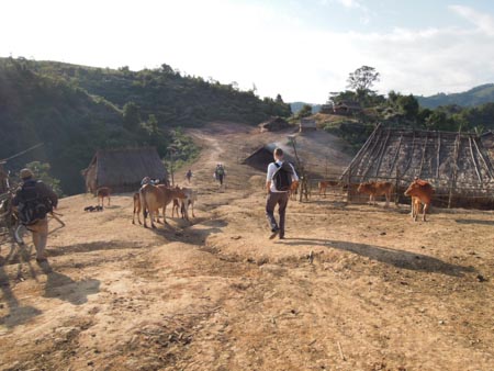 Starting-out-before-the-cows-Lahu-Village-Luang-Namtha-Laos