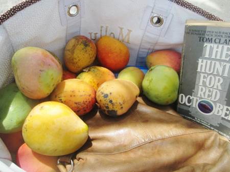 Fresh Fallen Mangoes Dominican Republic
