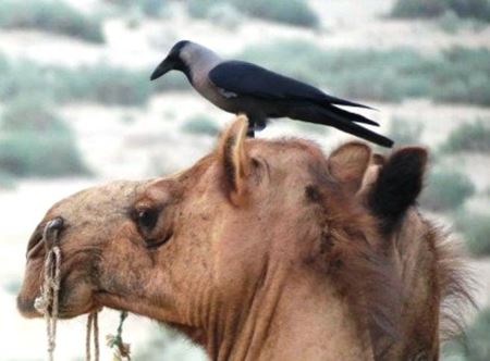 Bird Perched on Camel's Head
