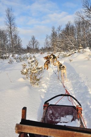 Dogsledding in Wintry Norway