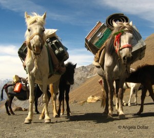India pack horses