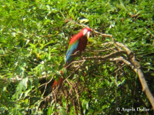 macaw