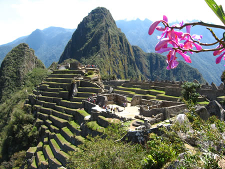 Орхидея machu Picchu