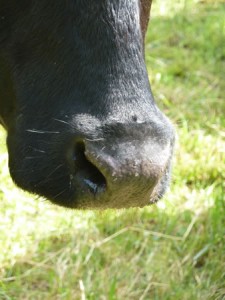 Circle Farm Tour cow nose
