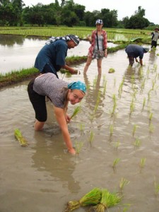 working in the rice patty