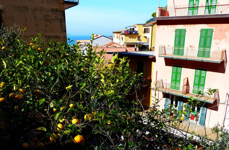 Manarola oranges