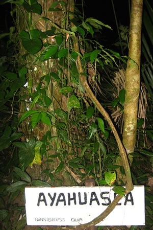 Ayahuasca