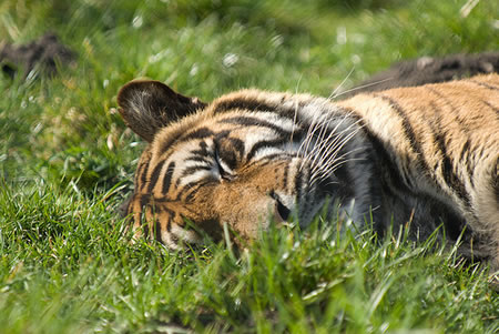 Sleeping tiger - tourism in India