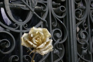 Rose-at-Pere-Lachaise-Cemetary-Paris