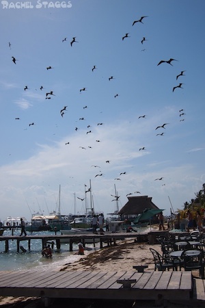 Yucatan Mexico beach birds fishing docks