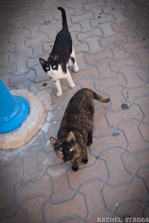 hidalgo avenue cats on isla mujeres caribbean