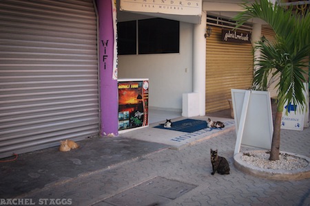 cats in the yucatan, cats lounging on isla mujeres, mexico