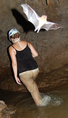 Panama Cave Bat