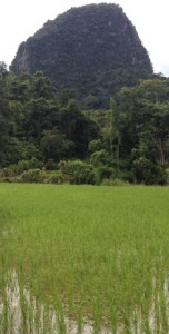 Laos Rice Fields