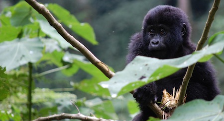 Baby Mountain Gorilla in Uganda