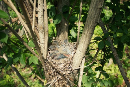 Robin nest