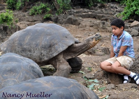 Galapagos Tortoise with Visitor