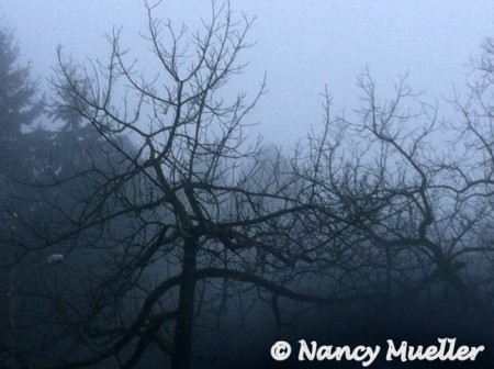 FoggyMorningGreenlakeSeattle (450 x 336)