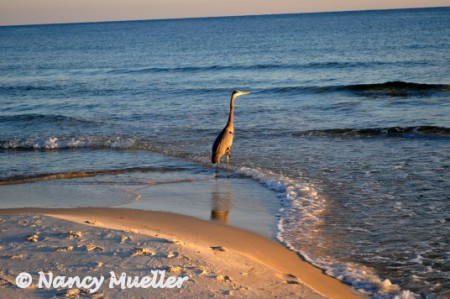 GulfShoresAlabama (450 x 299)