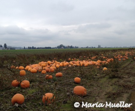 Halloween Pumpkins