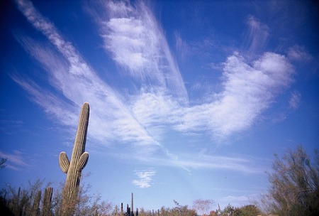 Saguaro sky 