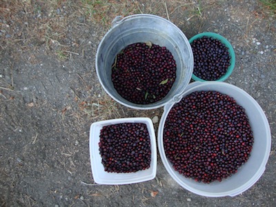 Huckleberry Haul