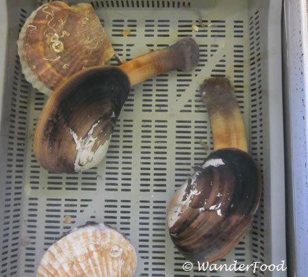 Geoduck